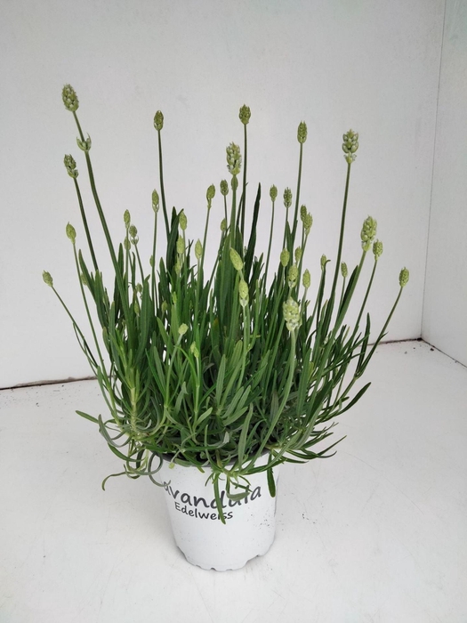 Lavandula x intermedia Edelweiss