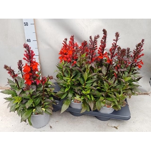 Lobelia Starship Scarlet 15Ø 45cm