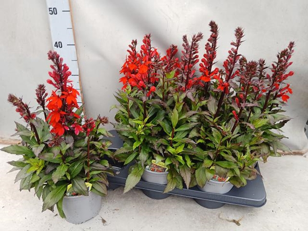 Lobelia Starship Scarlet 15Ø 45cm