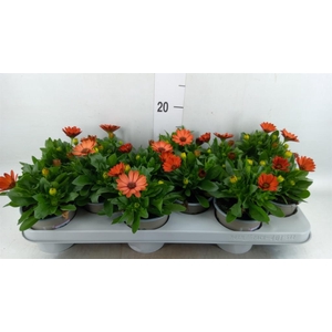Osteospermum  'Margarita Orang Fla'