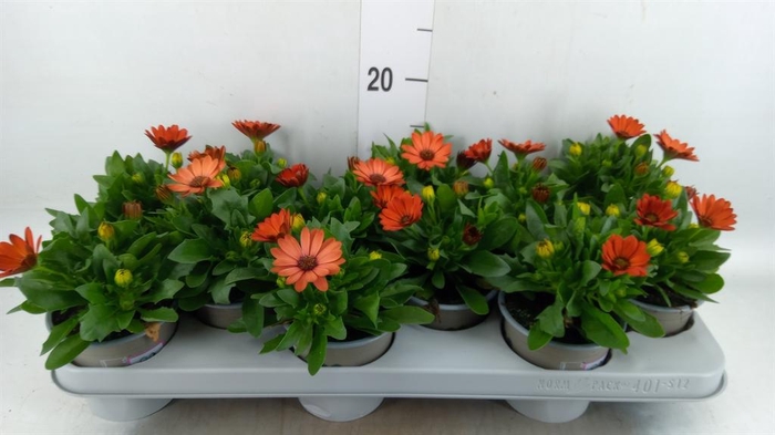 <h4>Osteospermum  'Margarita Orang Fla'</h4>
