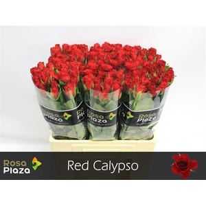 R KL RED CALYPSO