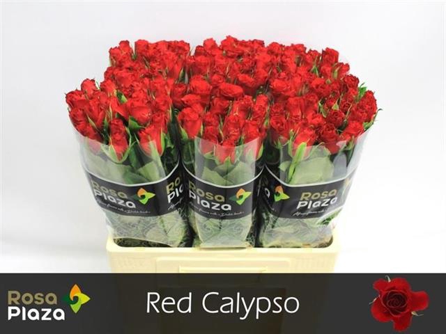 R KL RED CALYPSO