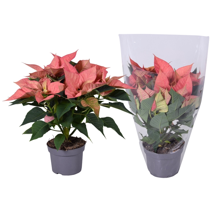 Euphorbia Abricot blanco hoes