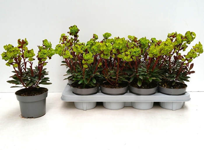 <h4>EUPH AM PURPUREA</h4>