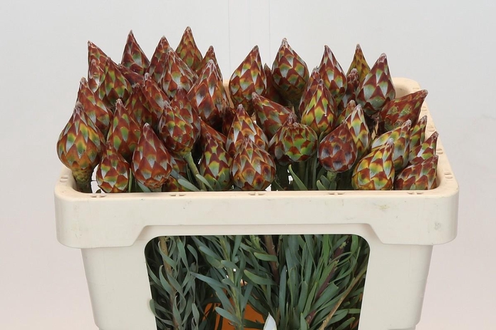 <h4>Kaaps Groen Plumosum Rubrum</h4>