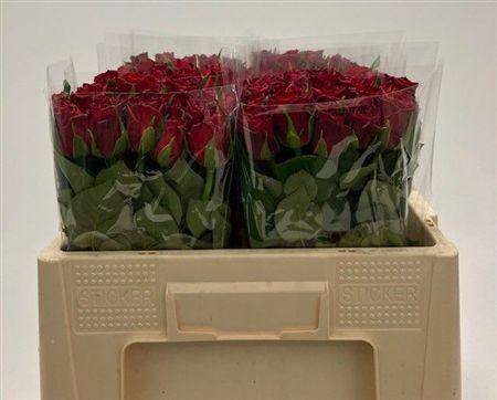 <h4>R Gr Madam Red</h4>