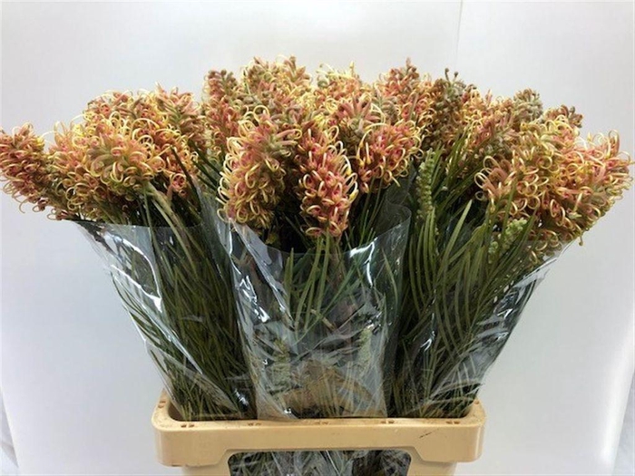 <h4>Grevillea Cal Gem</h4>