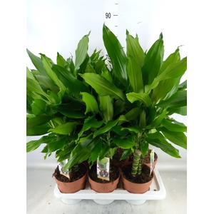 Dracaena frag. 'Steudneri'