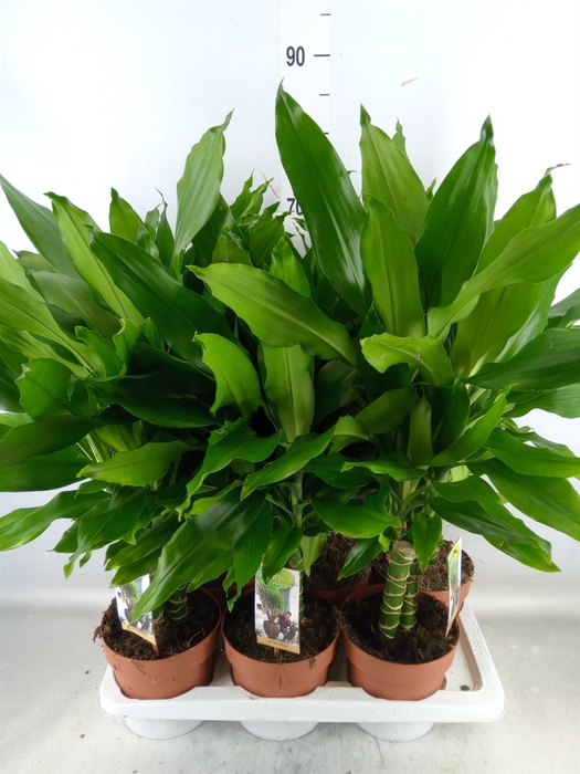<h4>Dracaena frag. 'Steudneri'</h4>