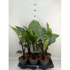 Alocasia  'Black Cobra'