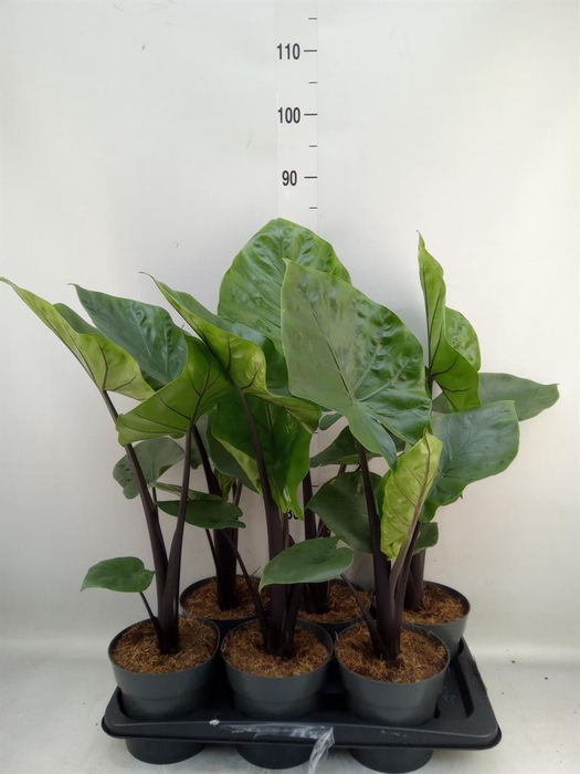 <h4>Alocasia  'Black Cobra'</h4>