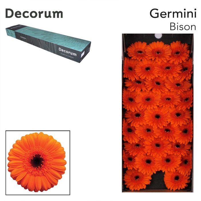 <h4>GE MI BISON Doos x60</h4>