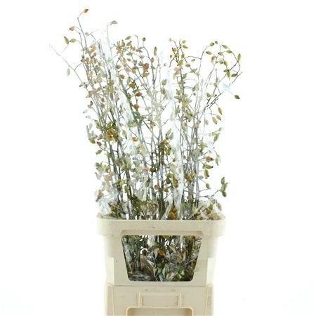 <h4>ROSA ZAFFIRO</h4>