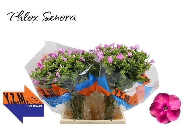 <h4>PHLOX SENORA</h4>