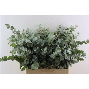EUCA CINEREA 300GR SOUTH AFRICA P B
