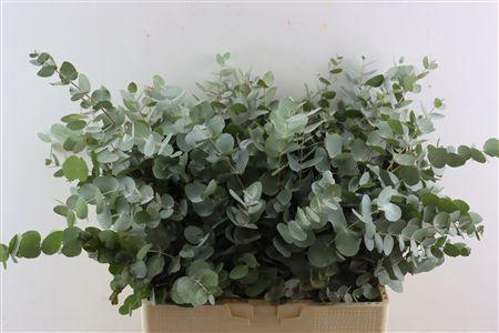 <h4>EUCA CINEREA 300GR SOUTH AFRICA P B</h4>