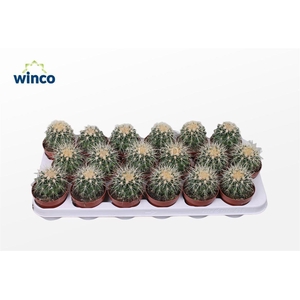 Echinocactus Grusonii