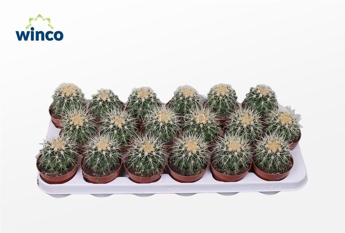 Echinocactus Grusonii