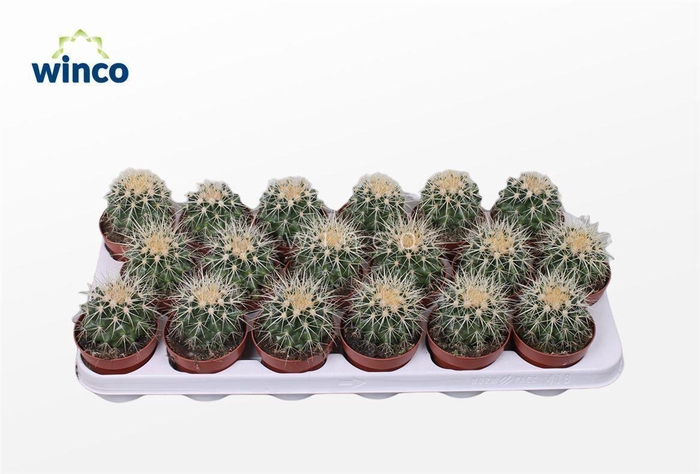 <h4>Echinocactus Grusonii</h4>