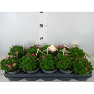 Saxifraga arend. 'Ice Colour Red'