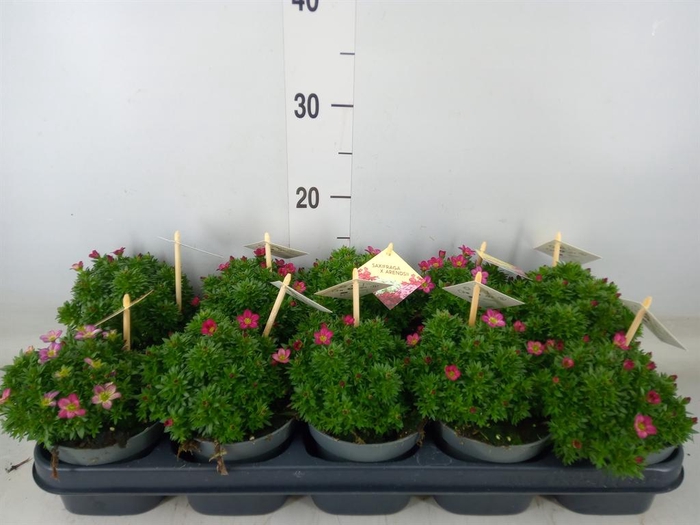 <h4>Saxifraga arend. 'Ice Colour Red'</h4>