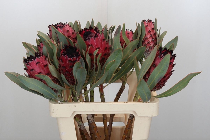 <h4>PROTEA MA RED BEAUTY</h4>