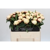 Paeonia Elsa Sass