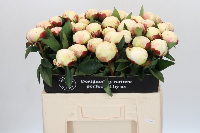 <h4>Paeonia Elsa Sass</h4>