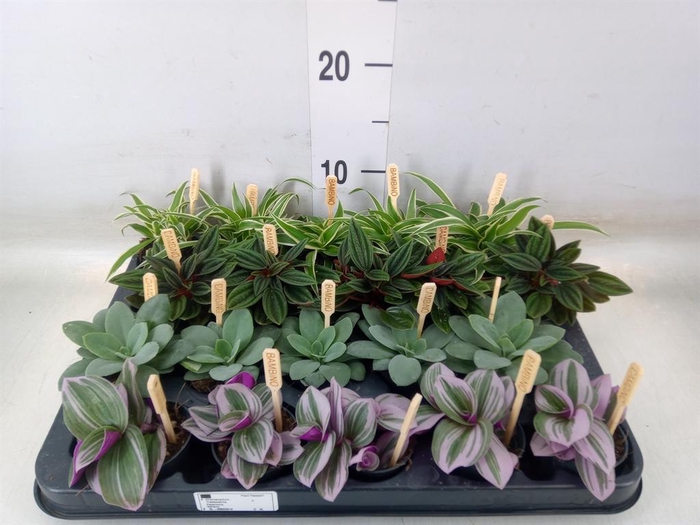 <h4>Planten  ..mix</h4>