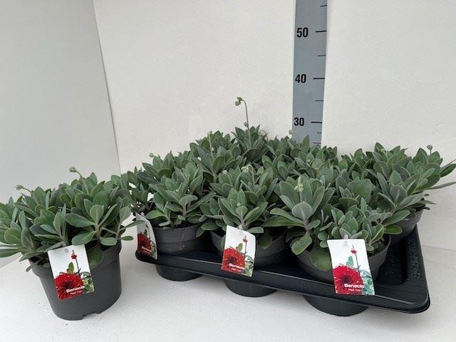 <h4>Senecio   ...</h4>