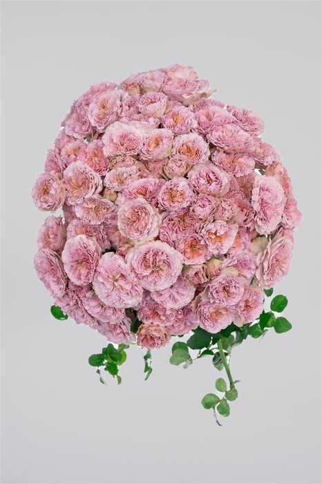 <h4>R GR Tr Ritual</h4>