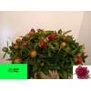 PAEO RED CHARM