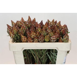 KAAPS GROEN PLUMOSUM RUBRUM#