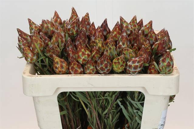 <h4>KAAPS GROEN PLUMOSUM RUBRUM#</h4>