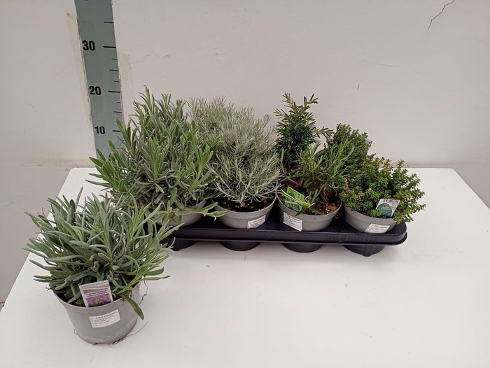 <h4>TUINKRUIDEN GEM</h4>