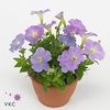 Petunia Famous Lavender Blush