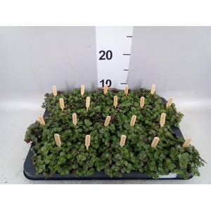 Callisia repens 'Turtle'