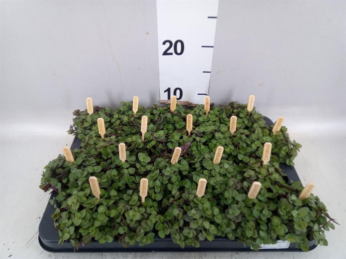 Callisia repens 'Turtle'