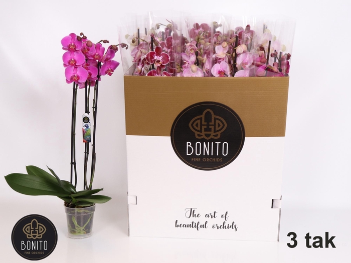 <h4>PHAL GEM 5 KL</h4>