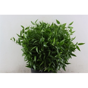 Ruscus Short 400gr P Bunch New