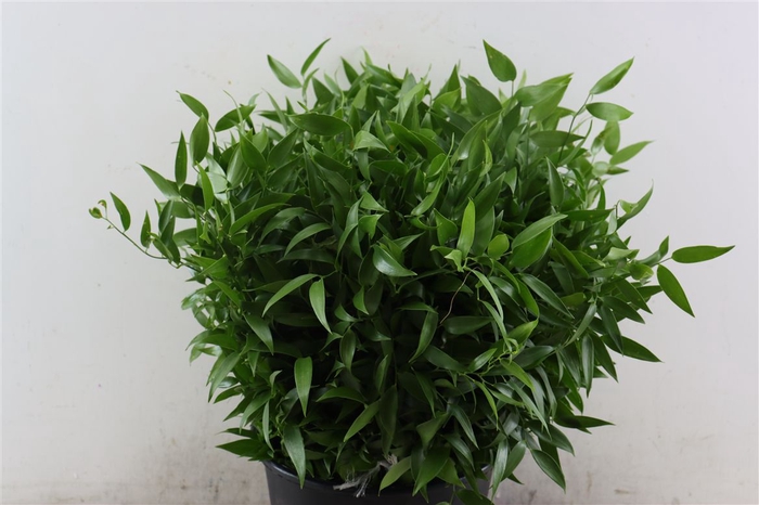 <h4>Ruscus Short 400gr P Bunch New</h4>