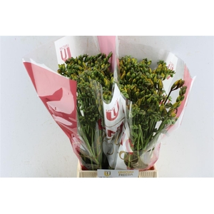 Fr Du Bastogne Orange