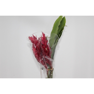 ALPINIA PURPURATA VERMELHA