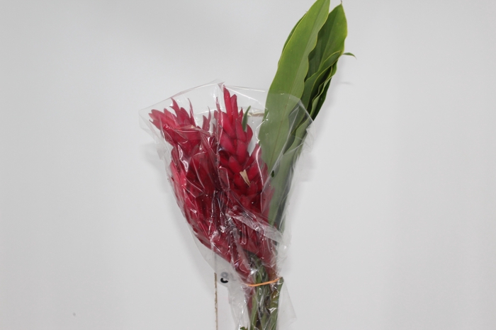 <h4>ALPINIA PURPURATA VERMELHA</h4>