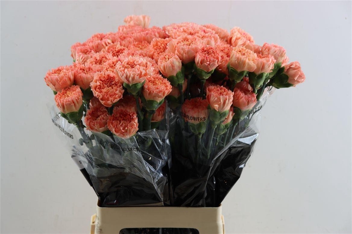 <h4>Di St Stromboli</h4>