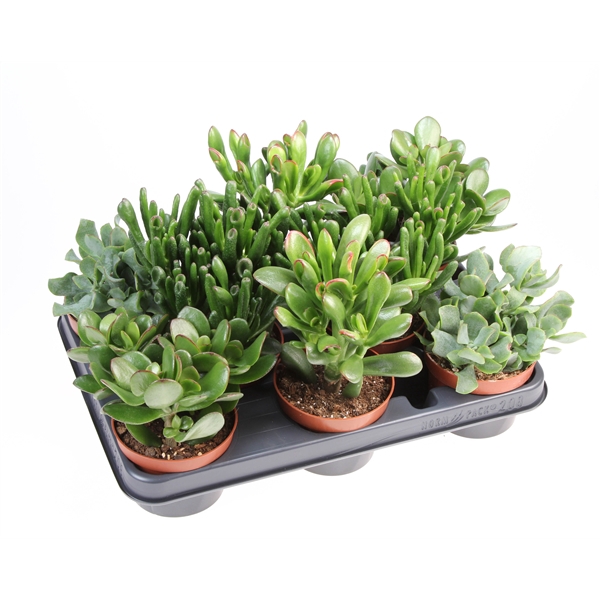 <h4>Crassula mix</h4>