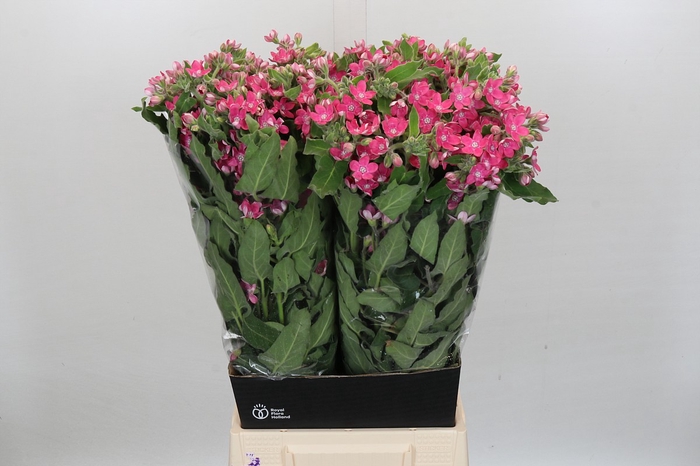 <h4>Oxypetalum Bridal Diana</h4>