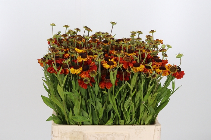 <h4>Helenium Bont</h4>