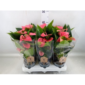 Anthurium andr. 'Sweet Dream'